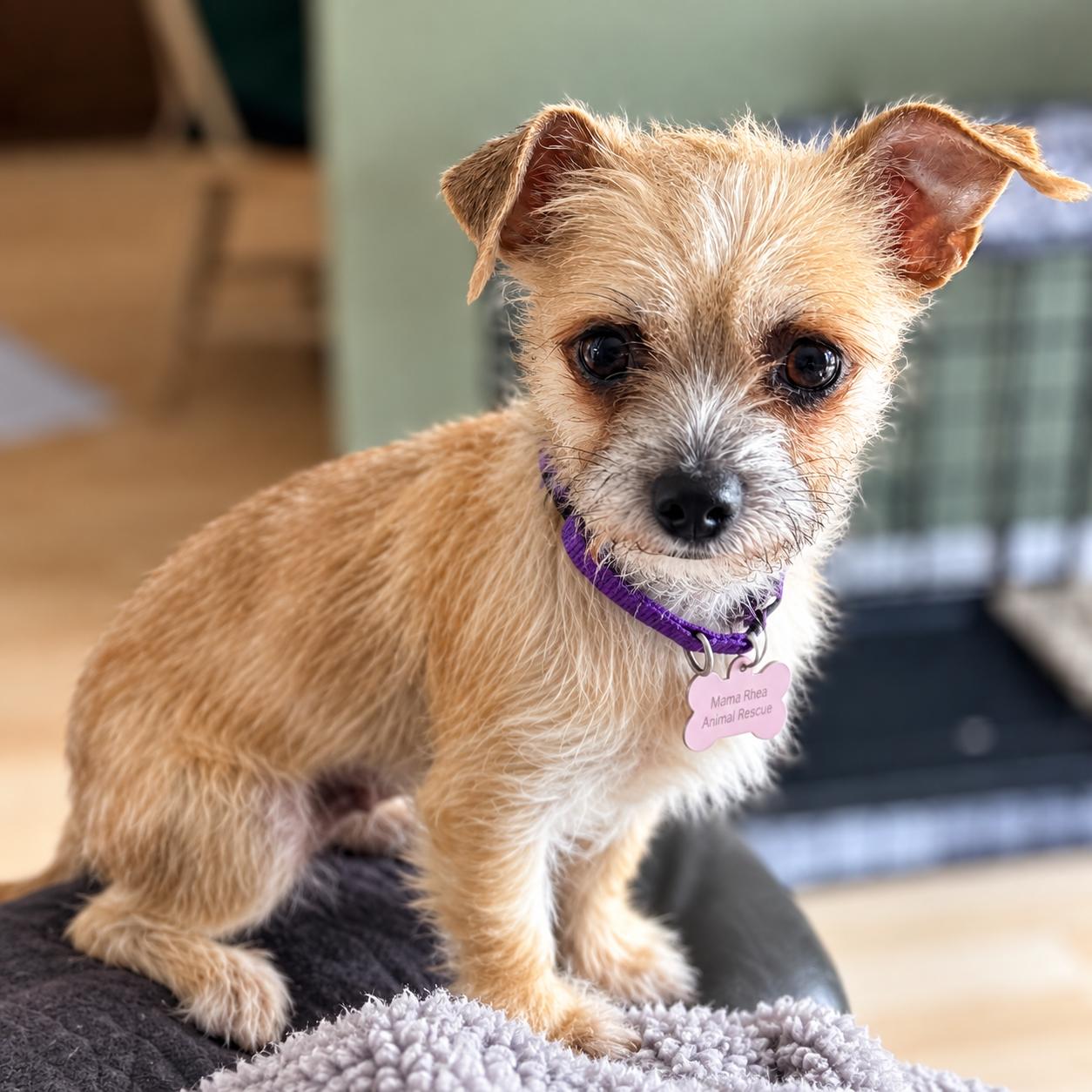 Molly, Adoptable, Young Female Mixed Breed.