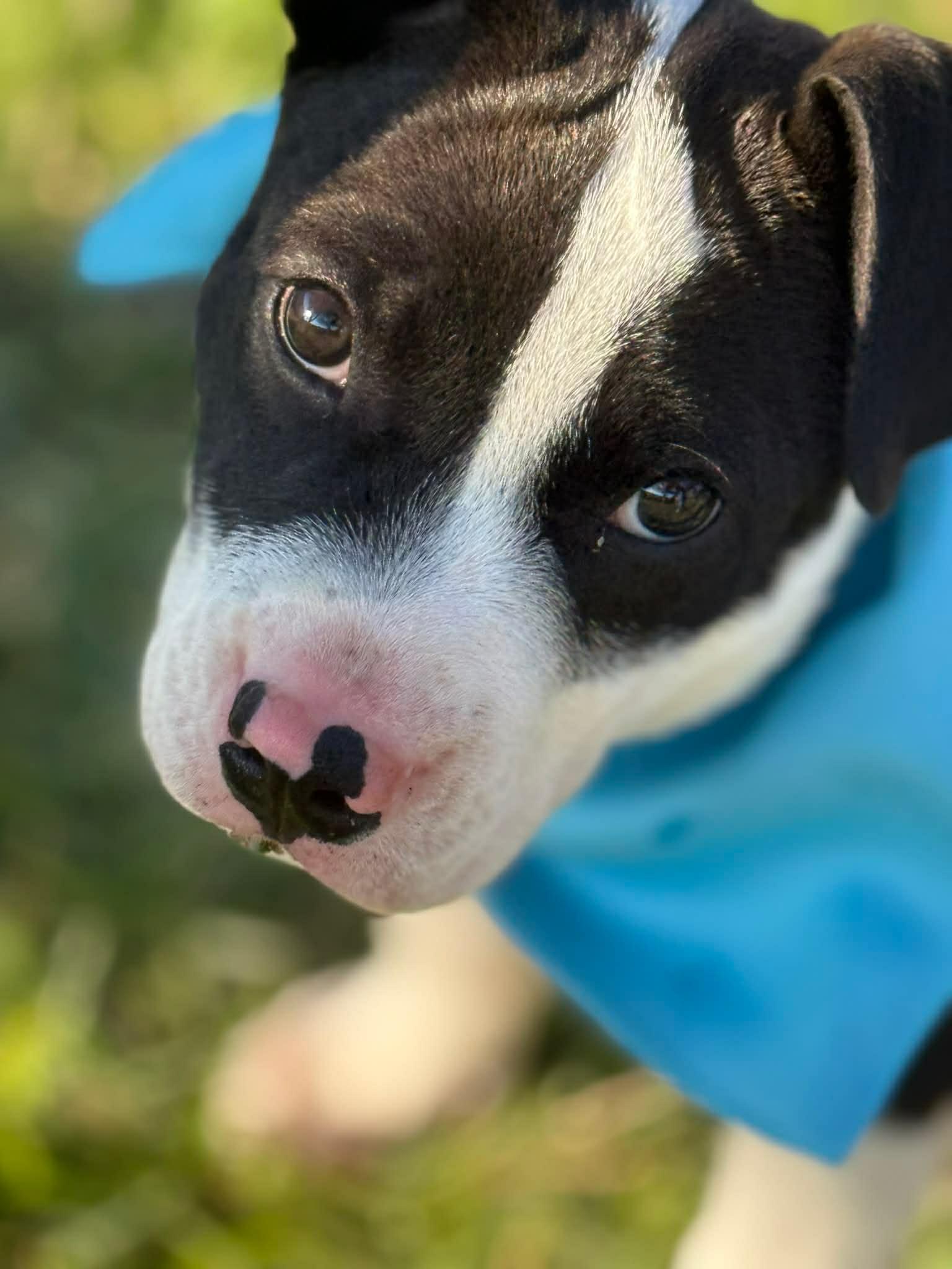 Oscar, Adopted, Young Male Pit Bull Terrier.