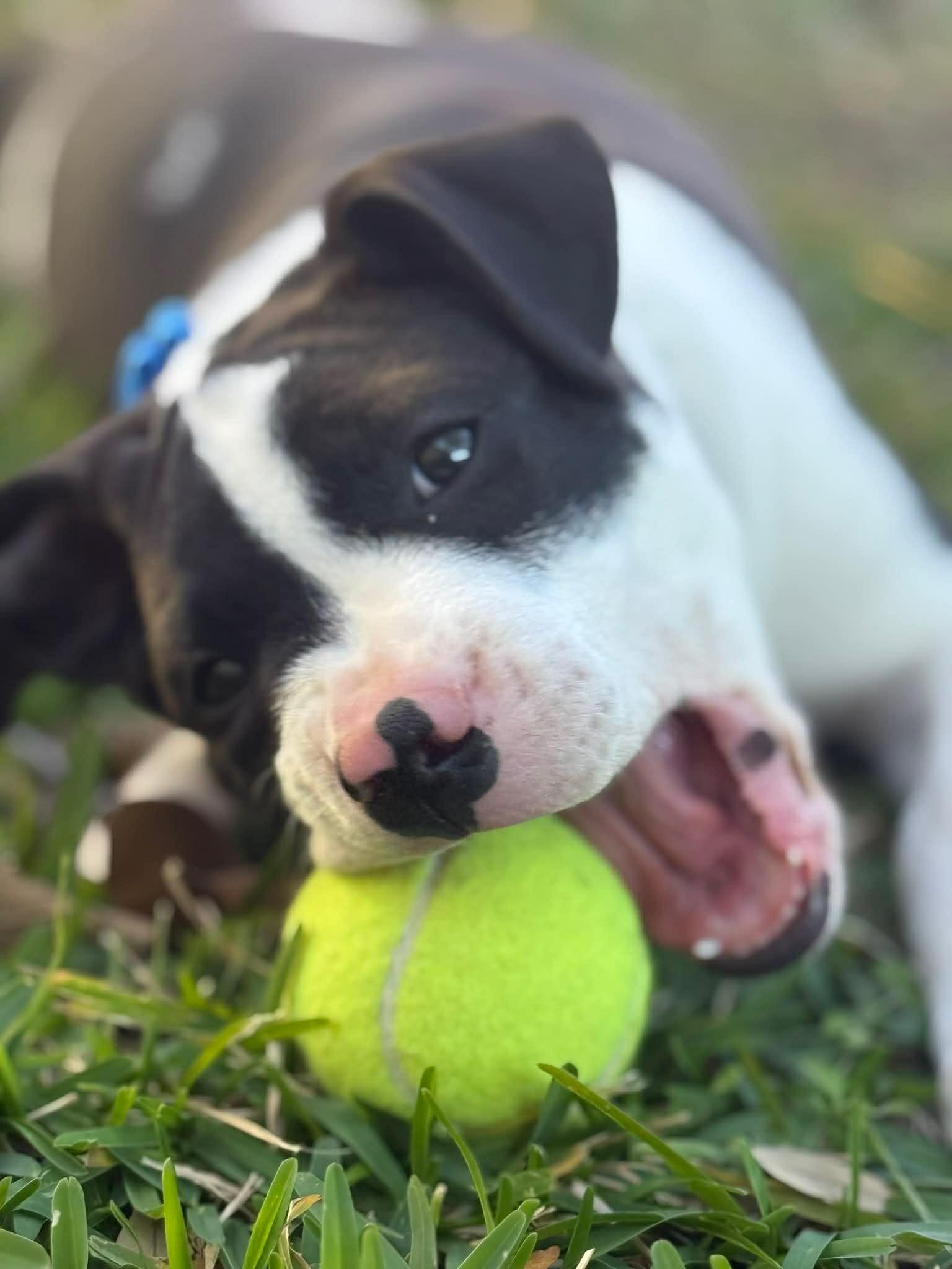 Oscar, a Adopted Pit Bull Terrier in Minneapolis, MN image 2/5