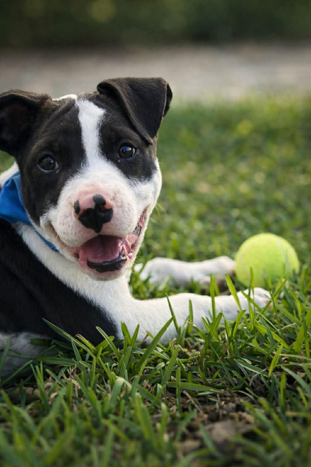 Oscar, a Adopted Pit Bull Terrier in Minneapolis, MN image 3/5