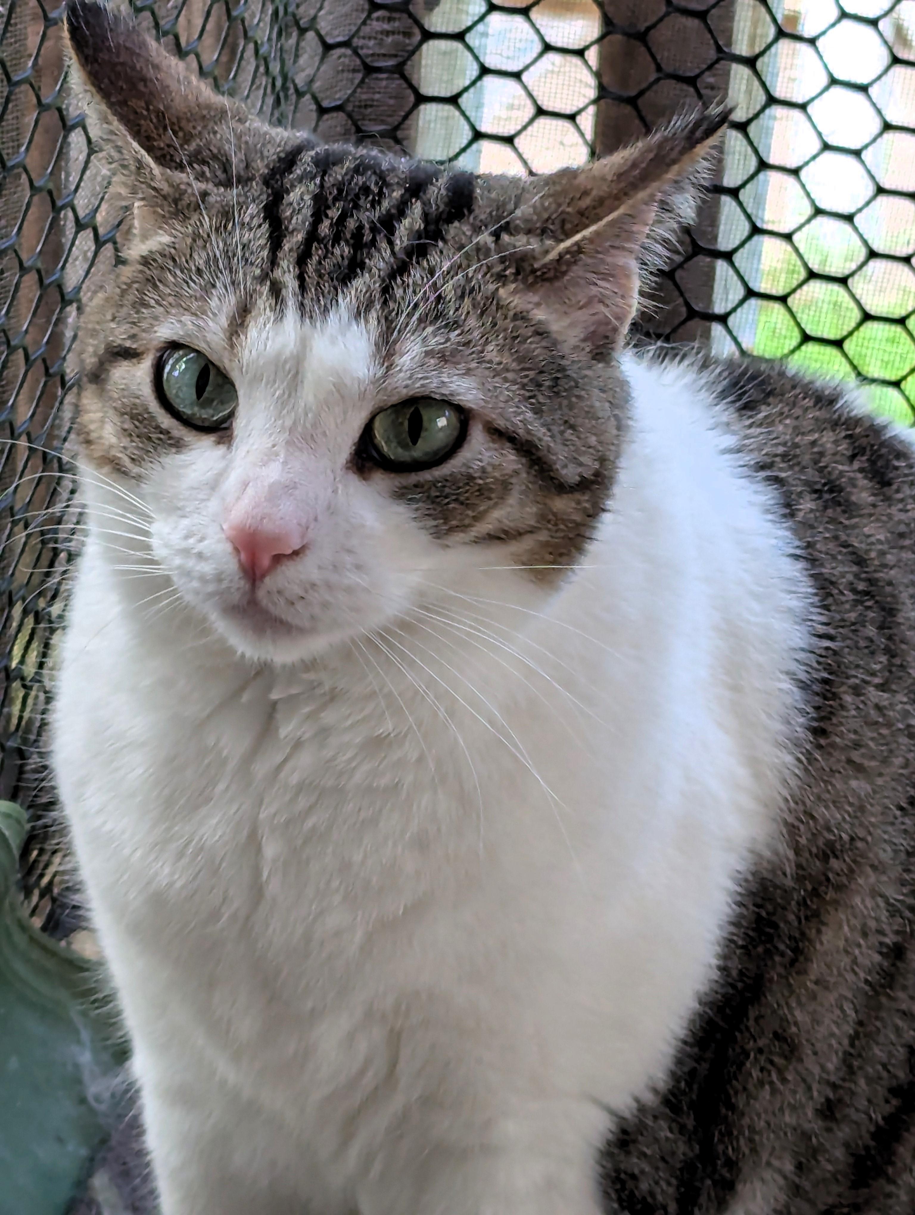 Enlarge Evie, a Adoptable American Shorthair in Morgantown, WV image 2/6