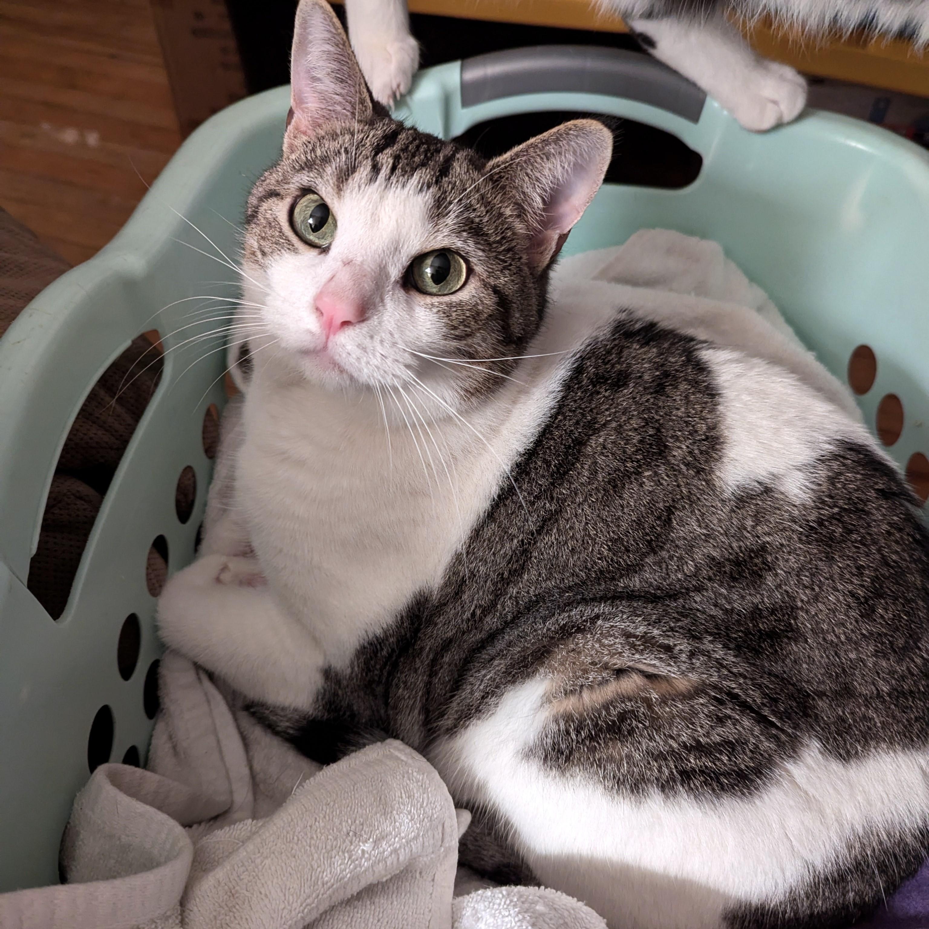 Enlarge Evie, a Adoptable American Shorthair in Morgantown, WV image 4/6