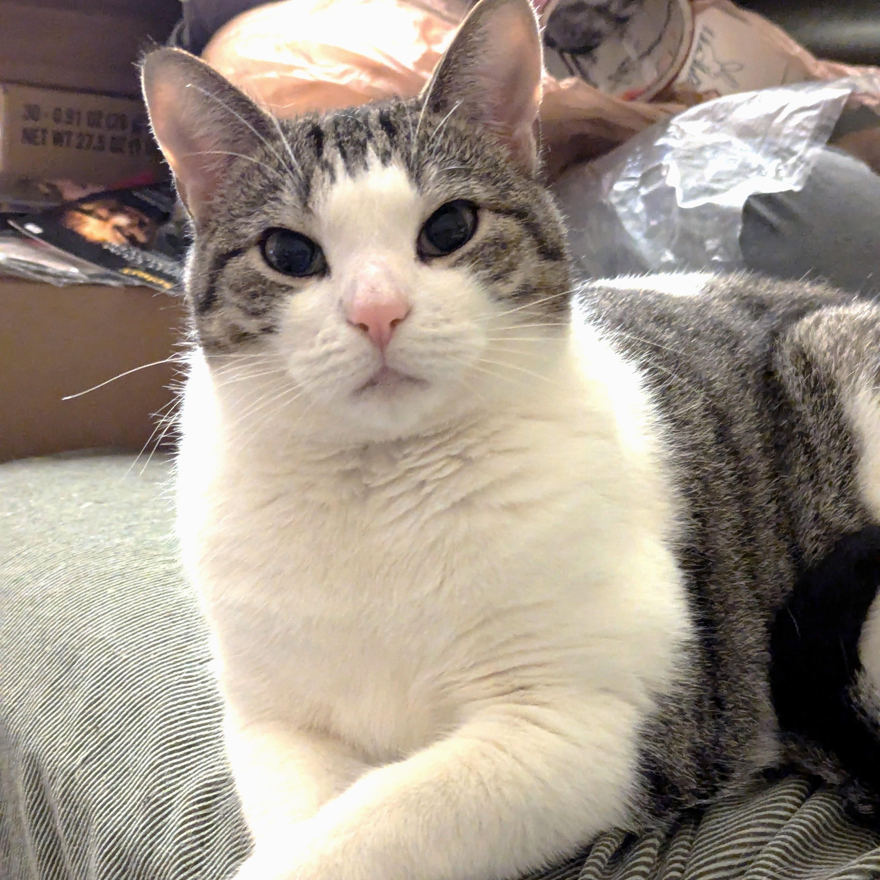 Enlarge Evie, a Adoptable American Shorthair in Morgantown, WV image 3/6