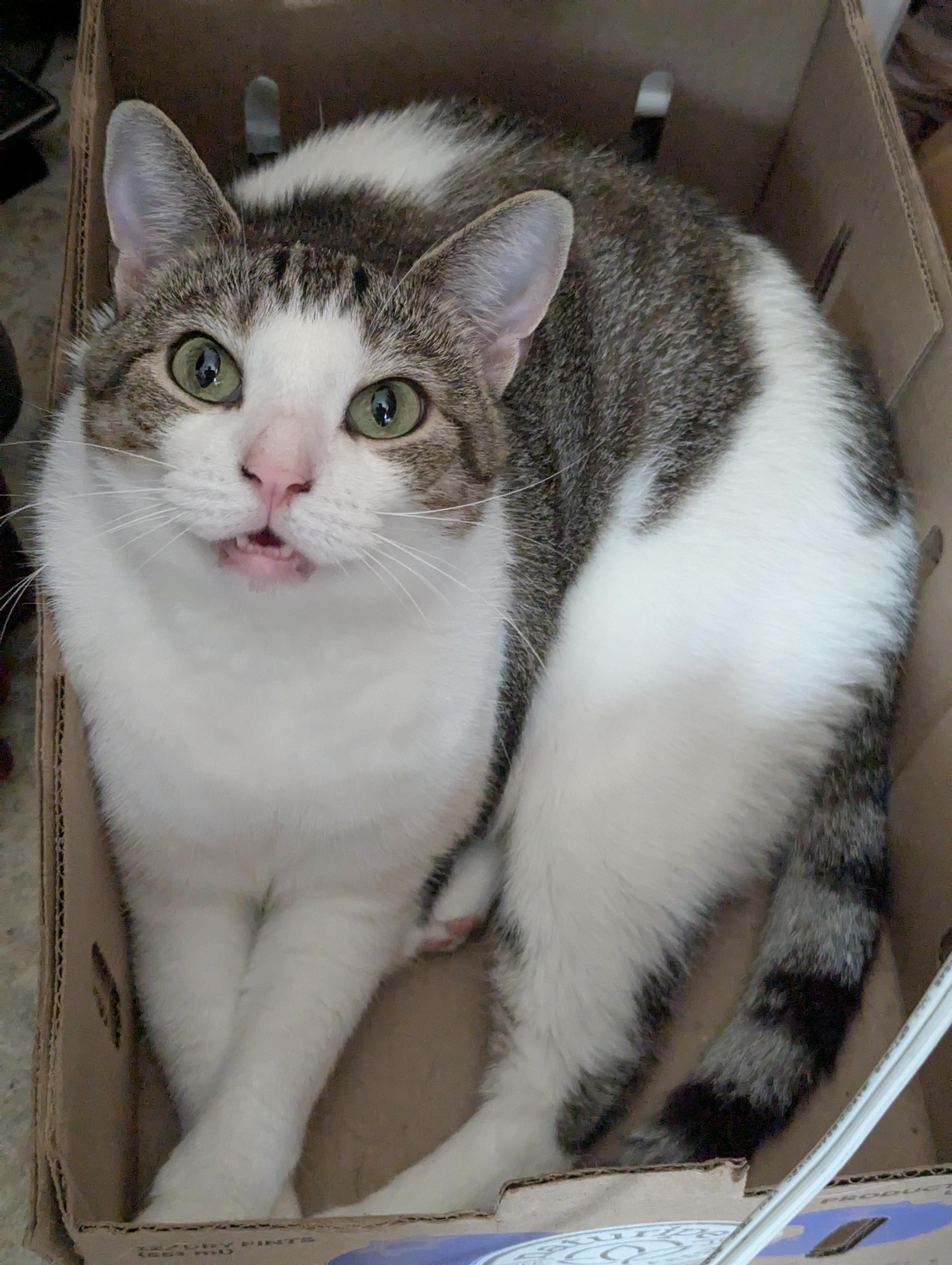 Enlarge Evie, a Adoptable American Shorthair in Morgantown, WV image 1/6