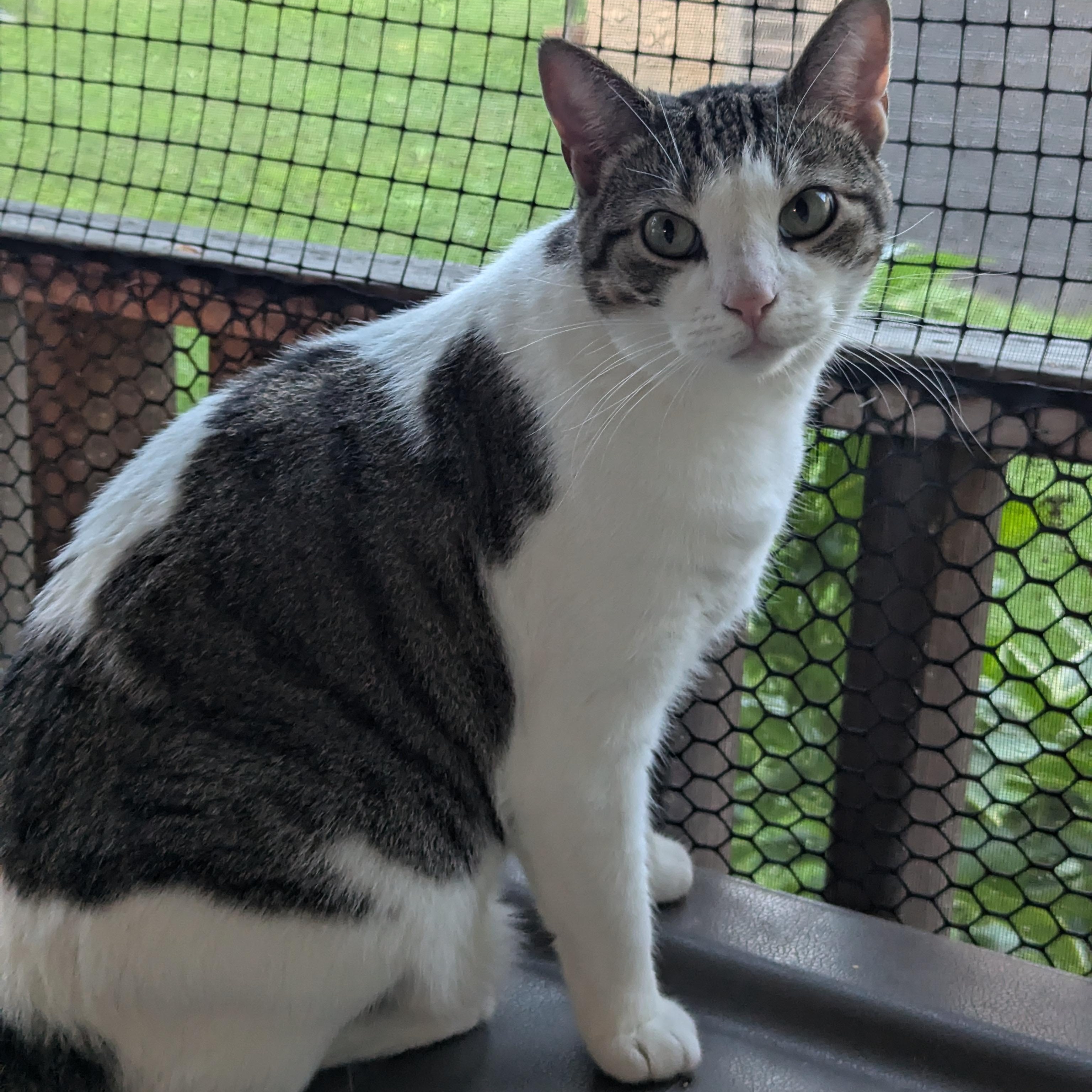 Enlarge Evie, a Adoptable American Shorthair in Morgantown, WV image 5/6