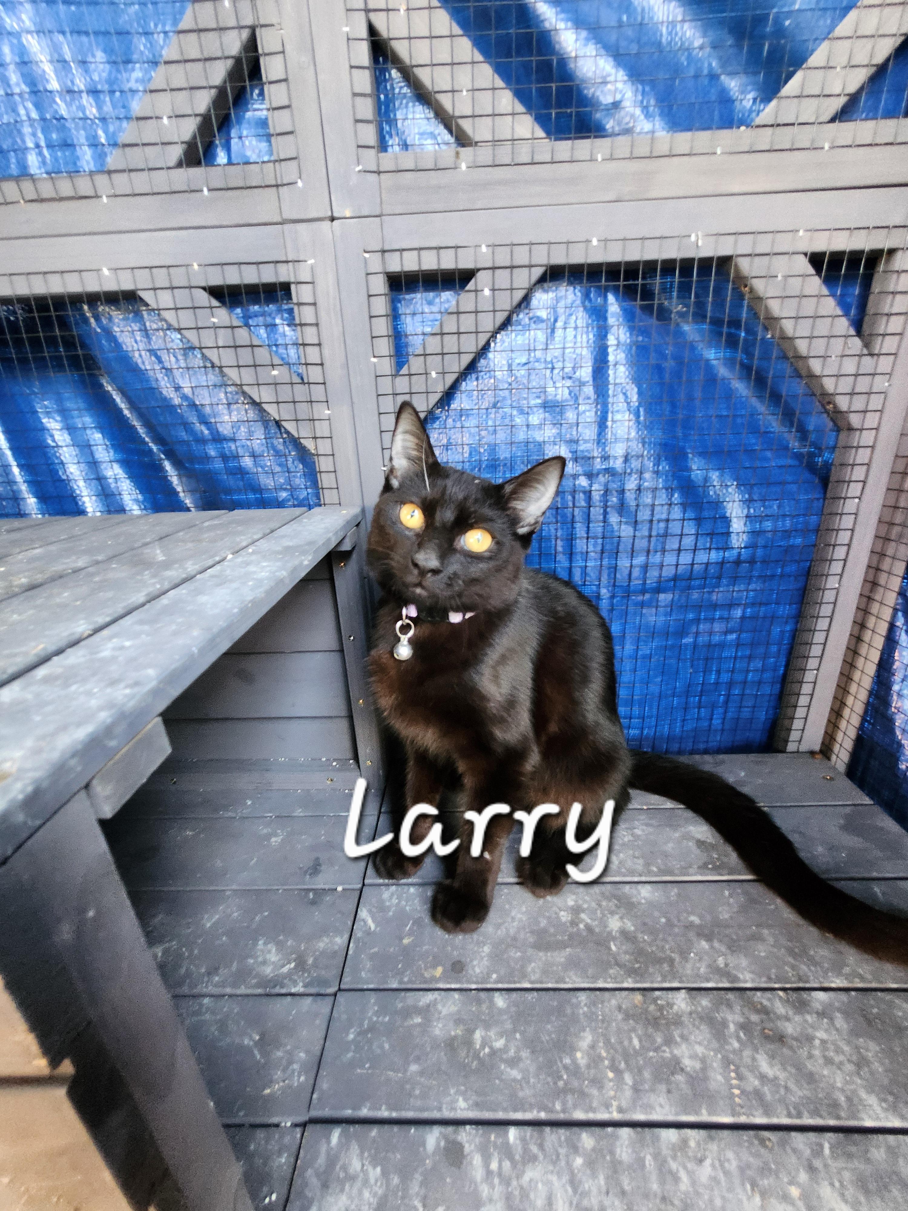 Enlarge Larry, an adopted Domestic Short Hair in Redondo Beach, CA image 1/1
