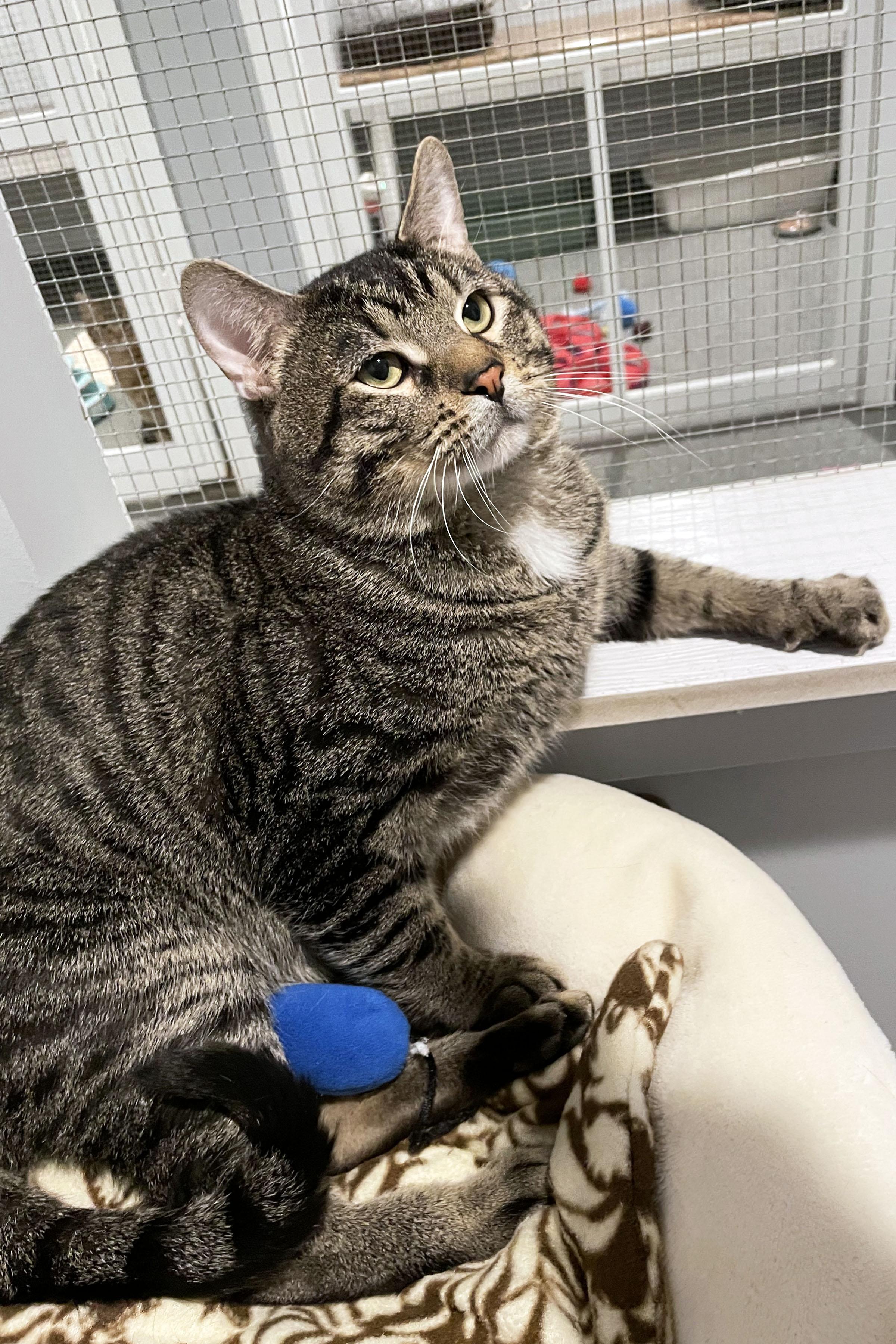 Enlarge Jacks, a ADOPTABLE Domestic Short Hair in Lincoln, NE image 2/2