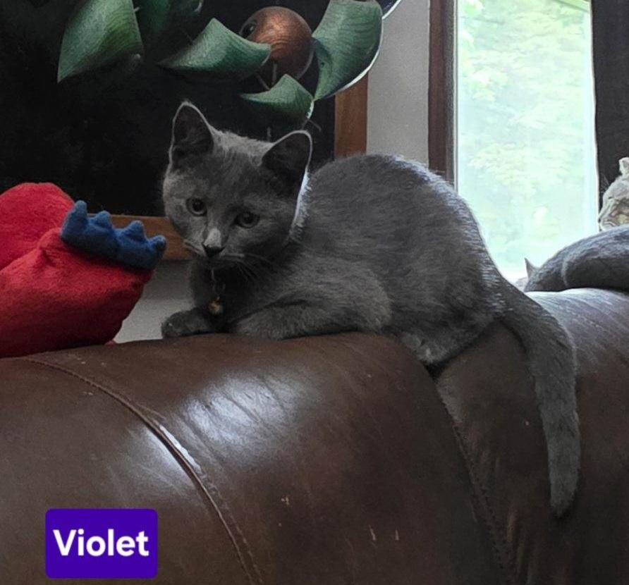 VIOLET, a ADOPTABLE Domestic Short Hair in Owatonna, MN image 2/4