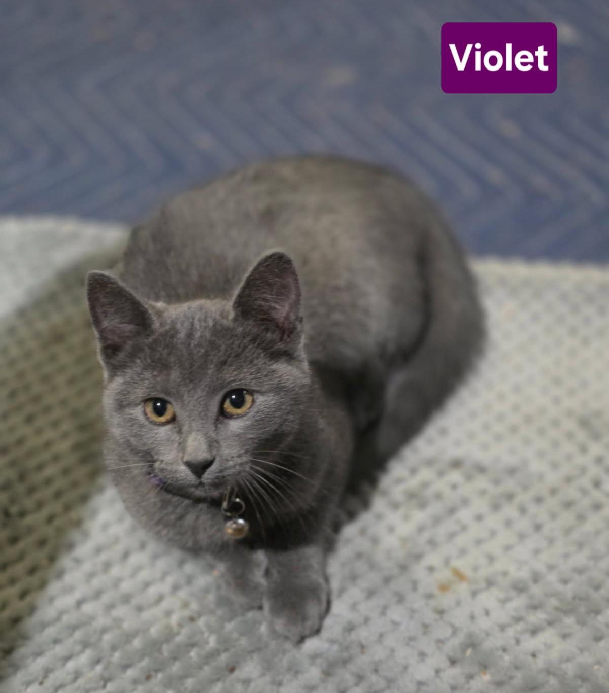 VIOLET, a ADOPTABLE Domestic Short Hair in Owatonna, MN image 4/4