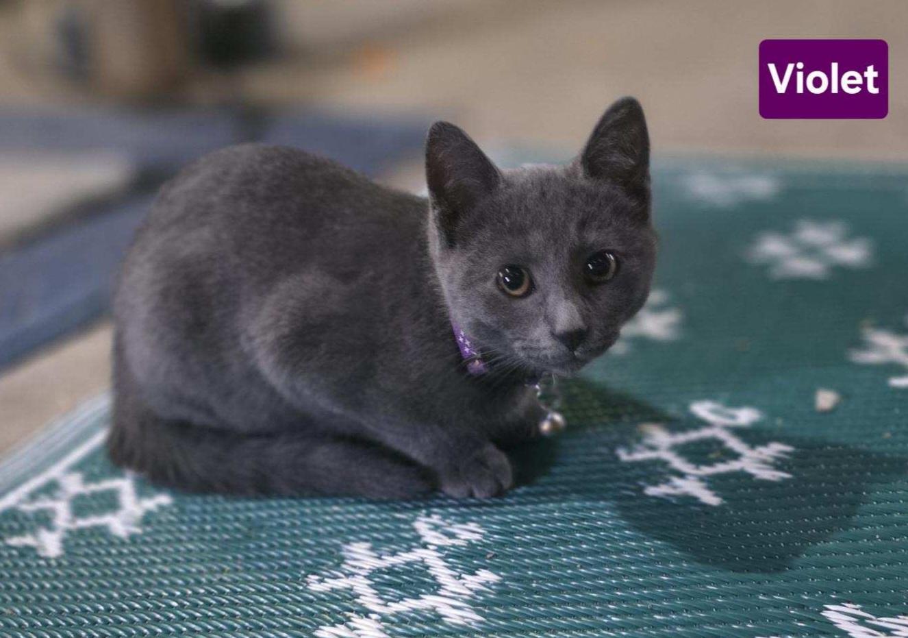 VIOLET