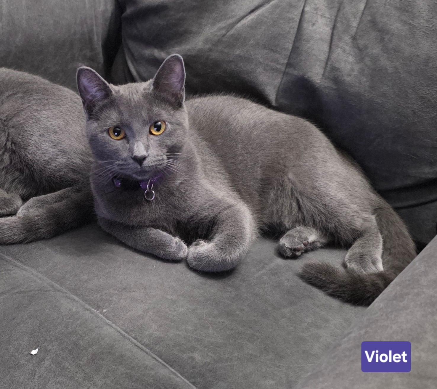 VIOLET