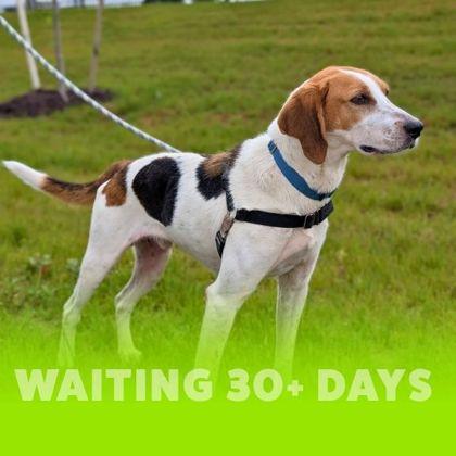 Enlarge Barold, a Adoptable mixed breed in Richmond, VA image 1/3