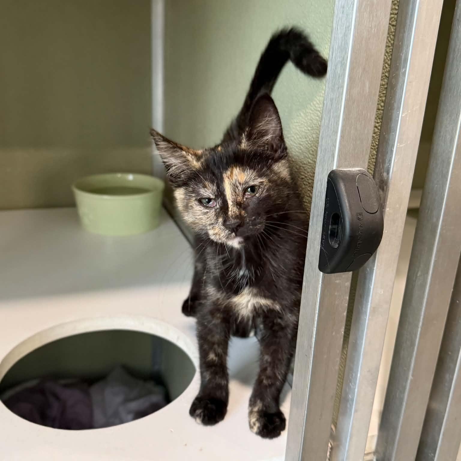 Razzle, adopted, Kitten Female Domestic Short Hair & Tortoiseshell.