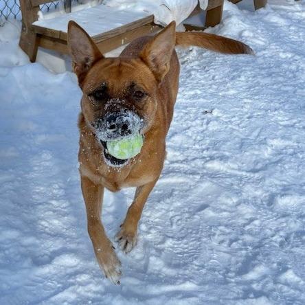 Enlarge Honey, a Adoptable Mixed Breed in Grand Rapids, MI image 1/6