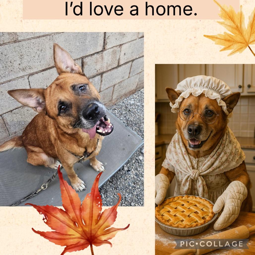 Enlarge Honey, a Adoptable Mixed Breed in Grand Rapids, MI image 2/6