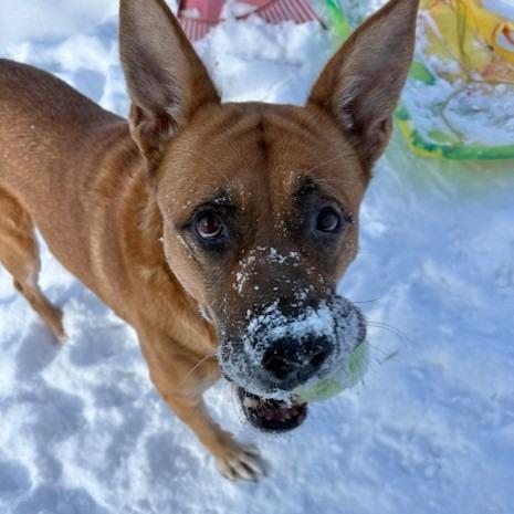 Enlarge Honey, a Adoptable Mixed Breed in Grand Rapids, MI image 3/6