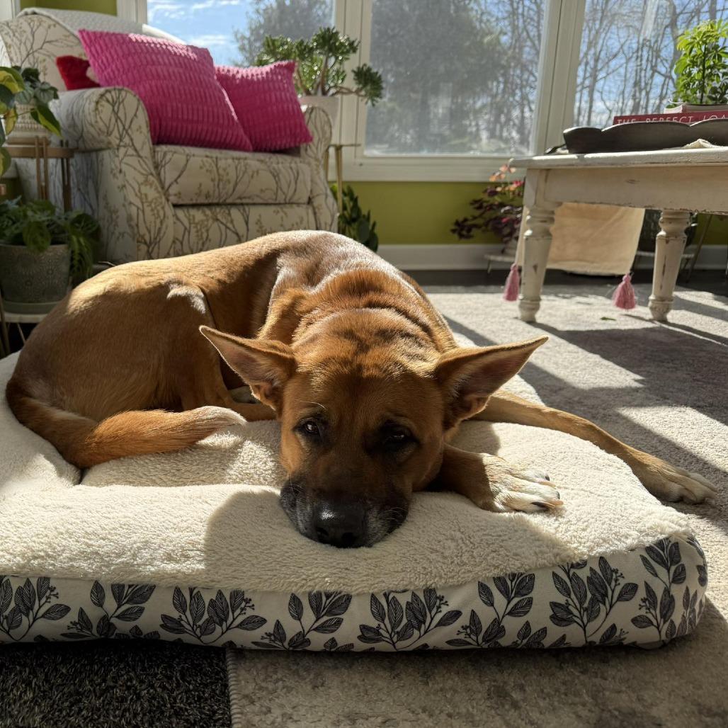 Enlarge Honey, a Adoptable Mixed Breed in Grand Rapids, MI image 5/6