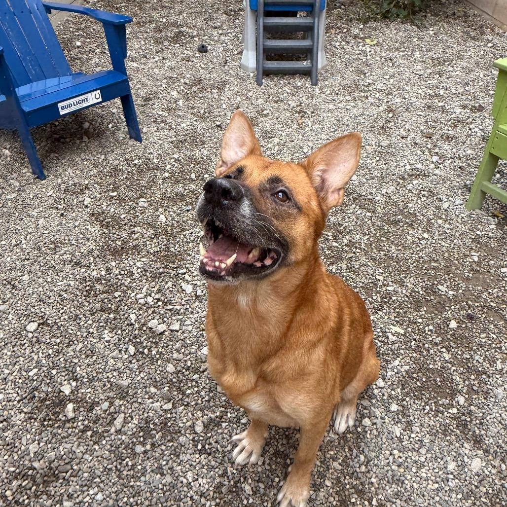 Enlarge Honey, a Adoptable Mixed Breed in Grand Rapids, MI image 6/6