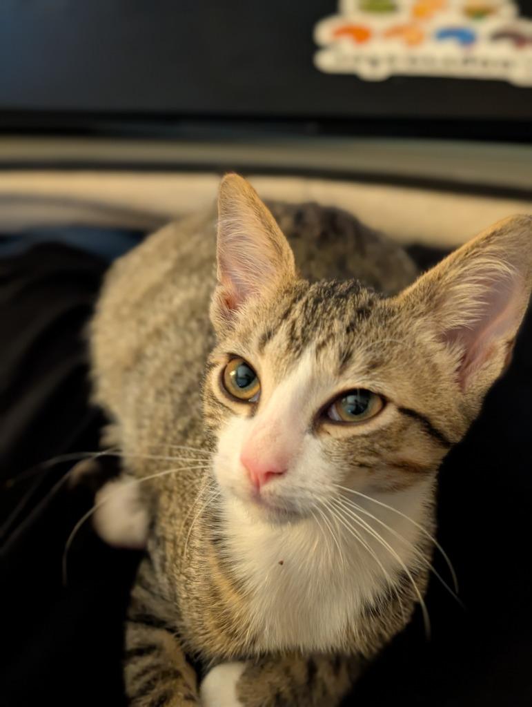 Pax25, a Adoptable mixed breed in Youngsville, NC image 1/2