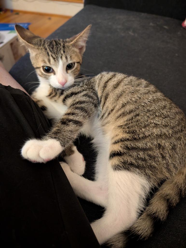 Pax25, Adoptable, Young Male Domestic Short Hair.