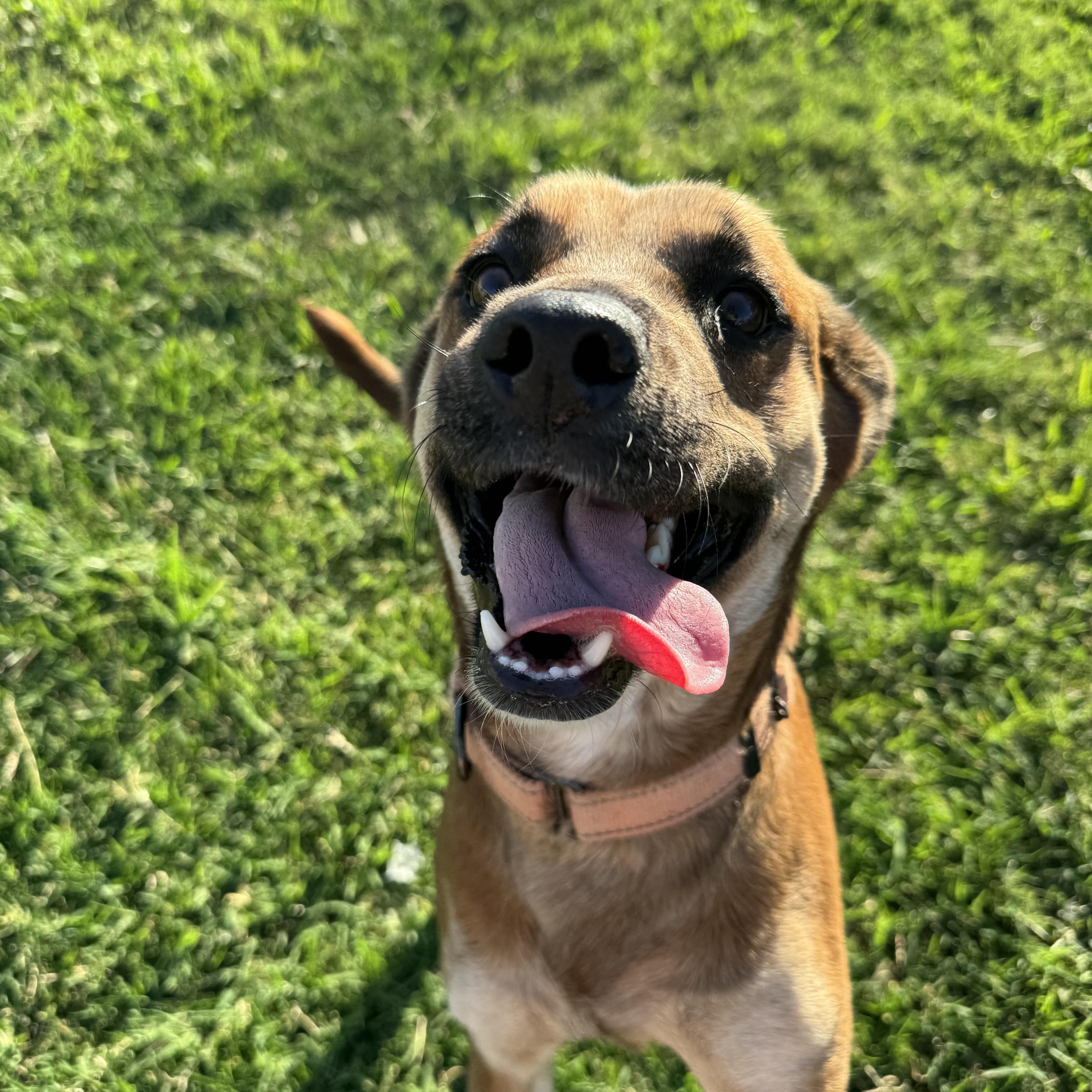 Enlarge Avalon (Ava), a ADOPTABLE Mixed Breed in Port Saint Lucie, FL image 5/5