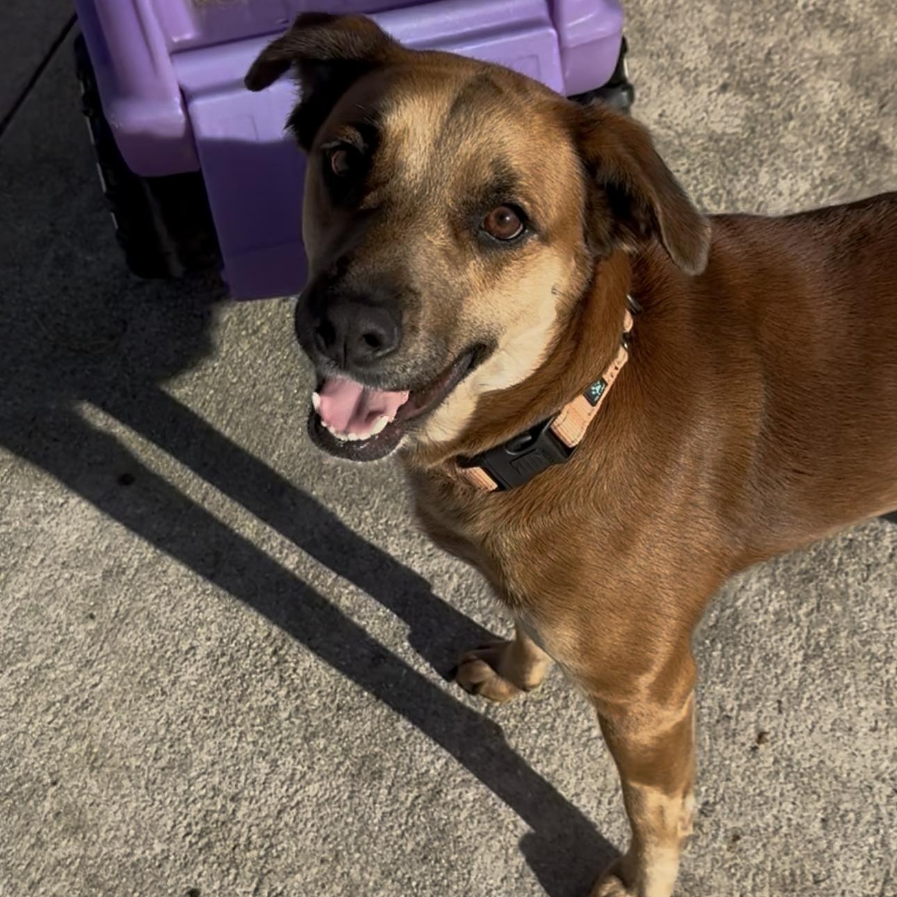 Enlarge Avalon (Ava), a ADOPTABLE Mixed Breed in Port Saint Lucie, FL image 1/5