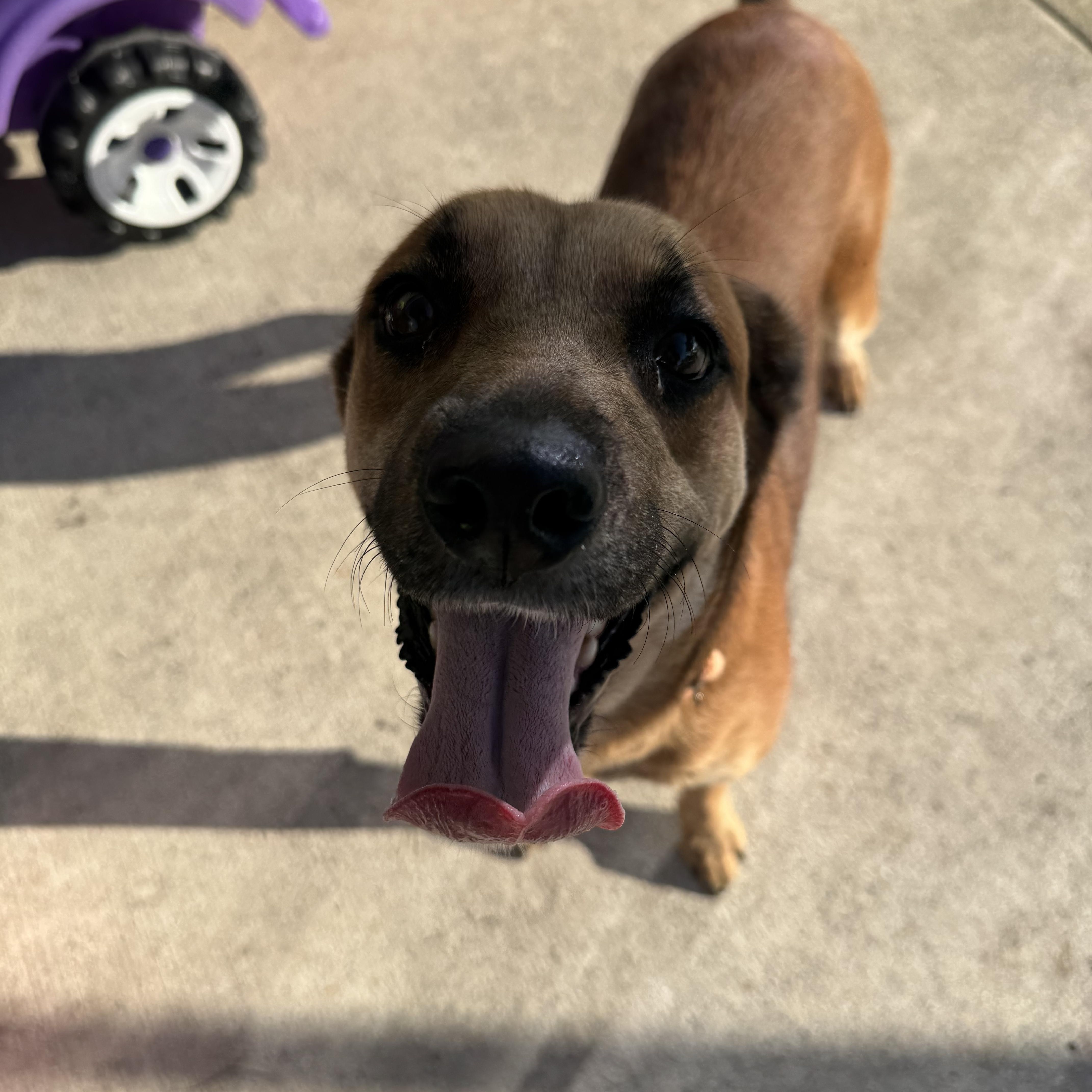 Enlarge Avalon (Ava), a ADOPTABLE Mixed Breed in Port Saint Lucie, FL image 4/5