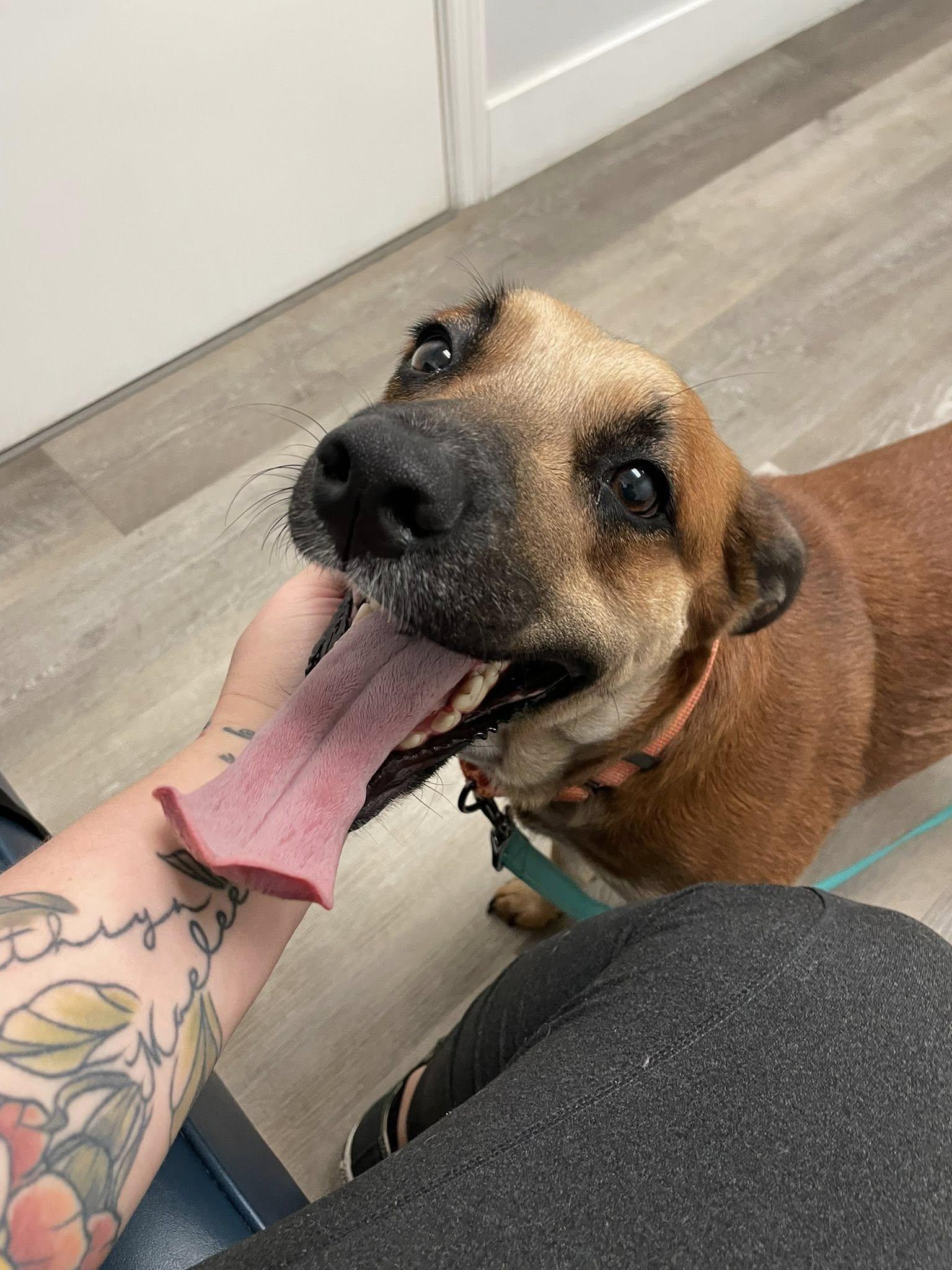 Avalon (Ava), ADOPTABLE, Young Female Mixed Breed.