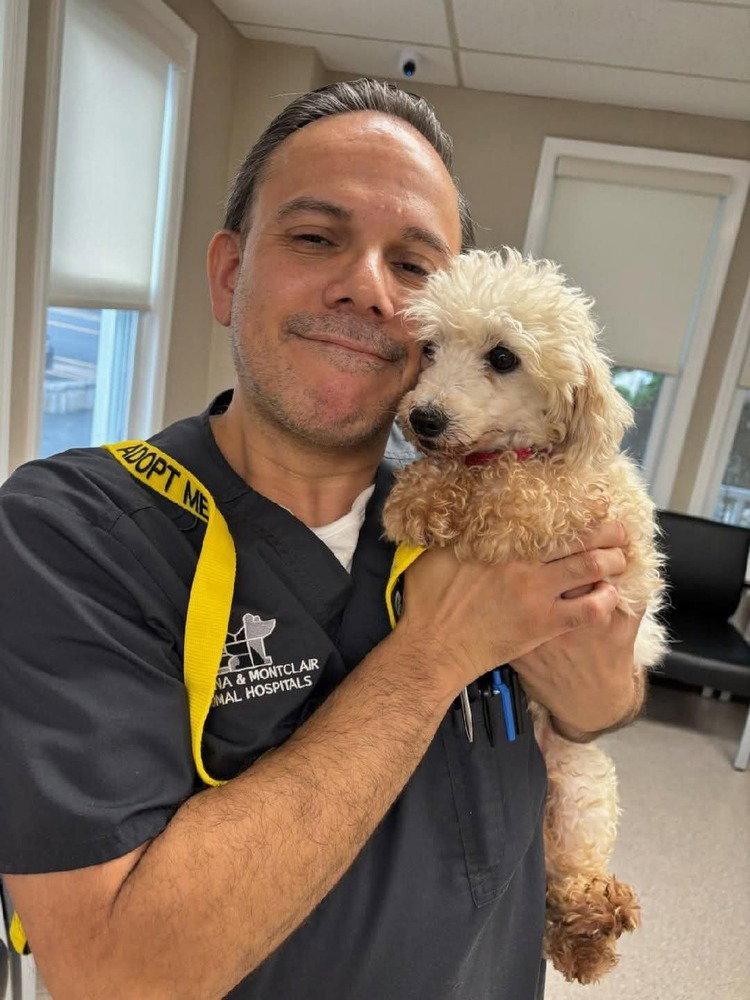 Giselle, Adoptable, Adult Female Coton de Tulear.