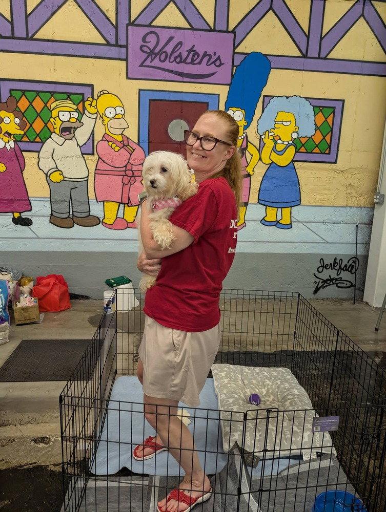 Enlarge Giselle, a Adoptable Coton de Tulear in Caldwell, NJ image 2/3