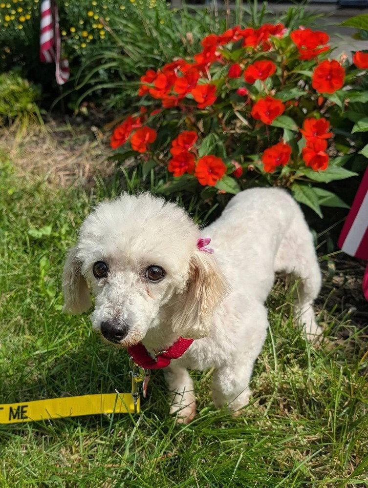 Giselle, Adoptable, Adult Female Coton de Tulear.