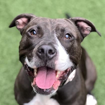 Enlarge Maisy, a Adoptable mixed breed in Sacramento, CA image 2/4