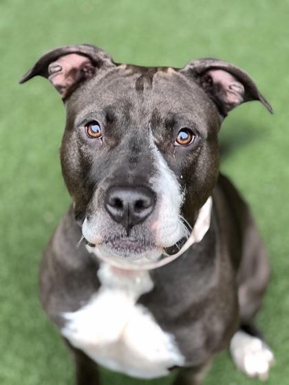 Enlarge Maisy, a Adoptable mixed breed in Sacramento, CA image 3/4