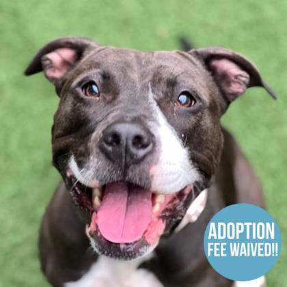 Maisy, Adoptable, Adult Female American Staffordshire Terrier.