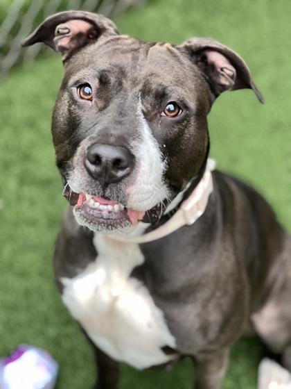 Enlarge Maisy, a Adoptable mixed breed in Sacramento, CA image 4/4