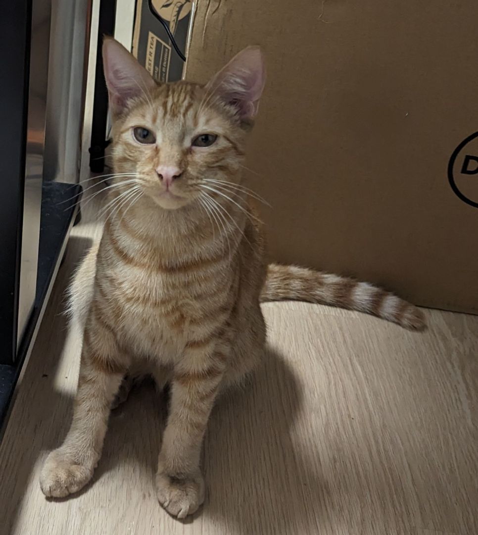 Enlarge Michael , a Adopted Domestic Short Hair in Redondo Beach, CA image 1/6