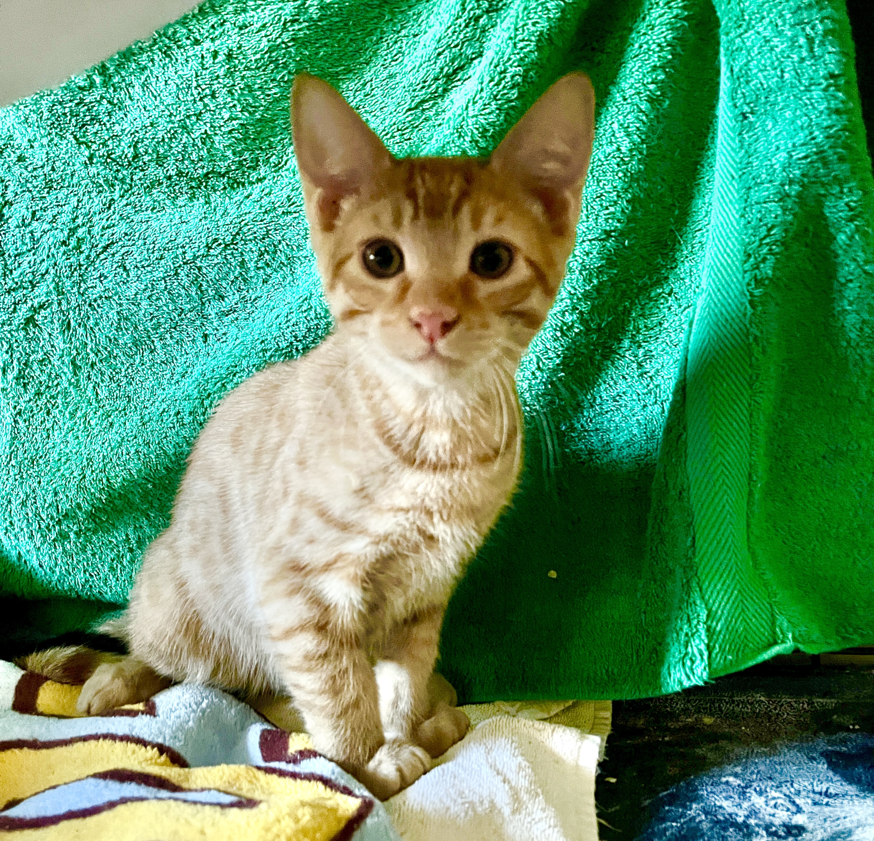 Enlarge Michael , a Adopted Domestic Short Hair in Redondo Beach, CA image 2/6