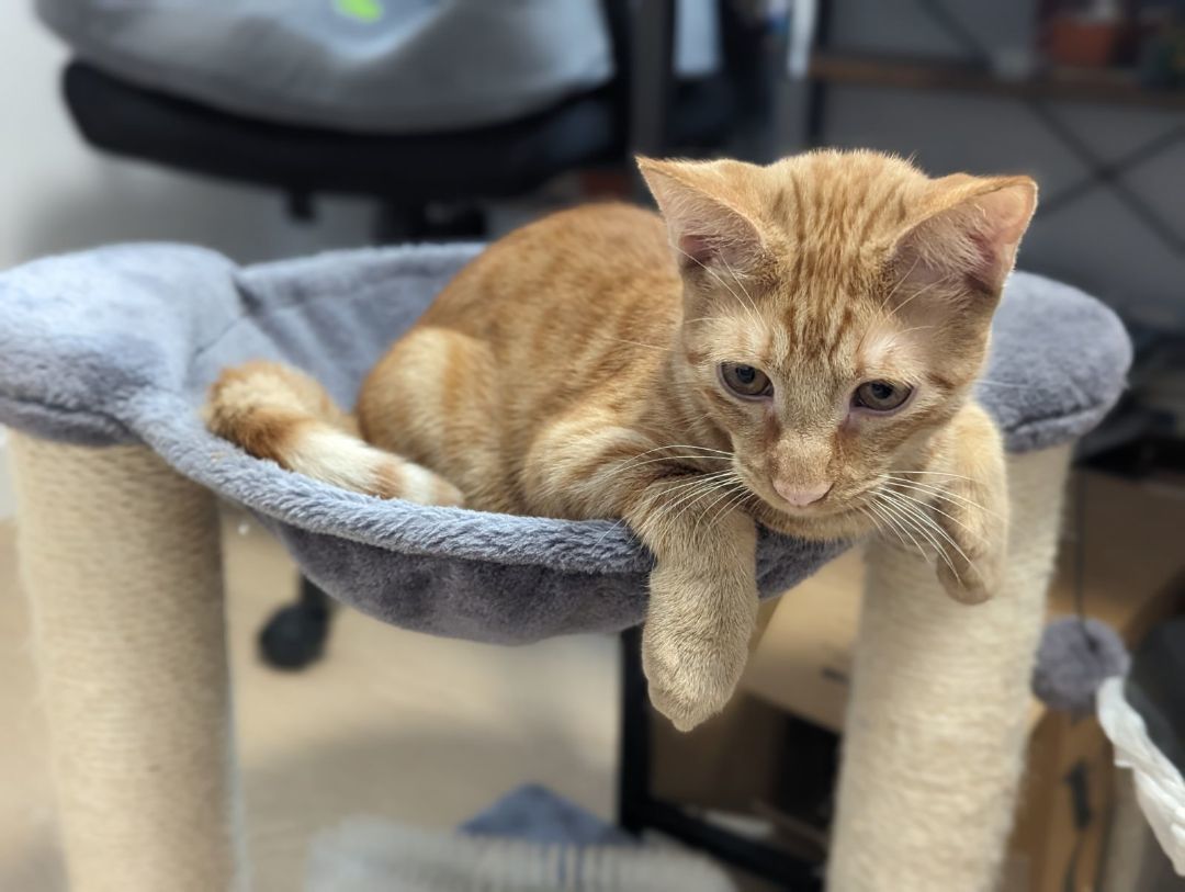 Enlarge Michael , a Adopted Domestic Short Hair in Redondo Beach, CA image 3/6