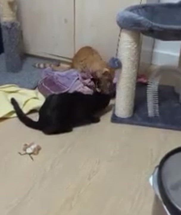 Enlarge Michael , a Adopted Domestic Short Hair in Redondo Beach, CA video 6/6