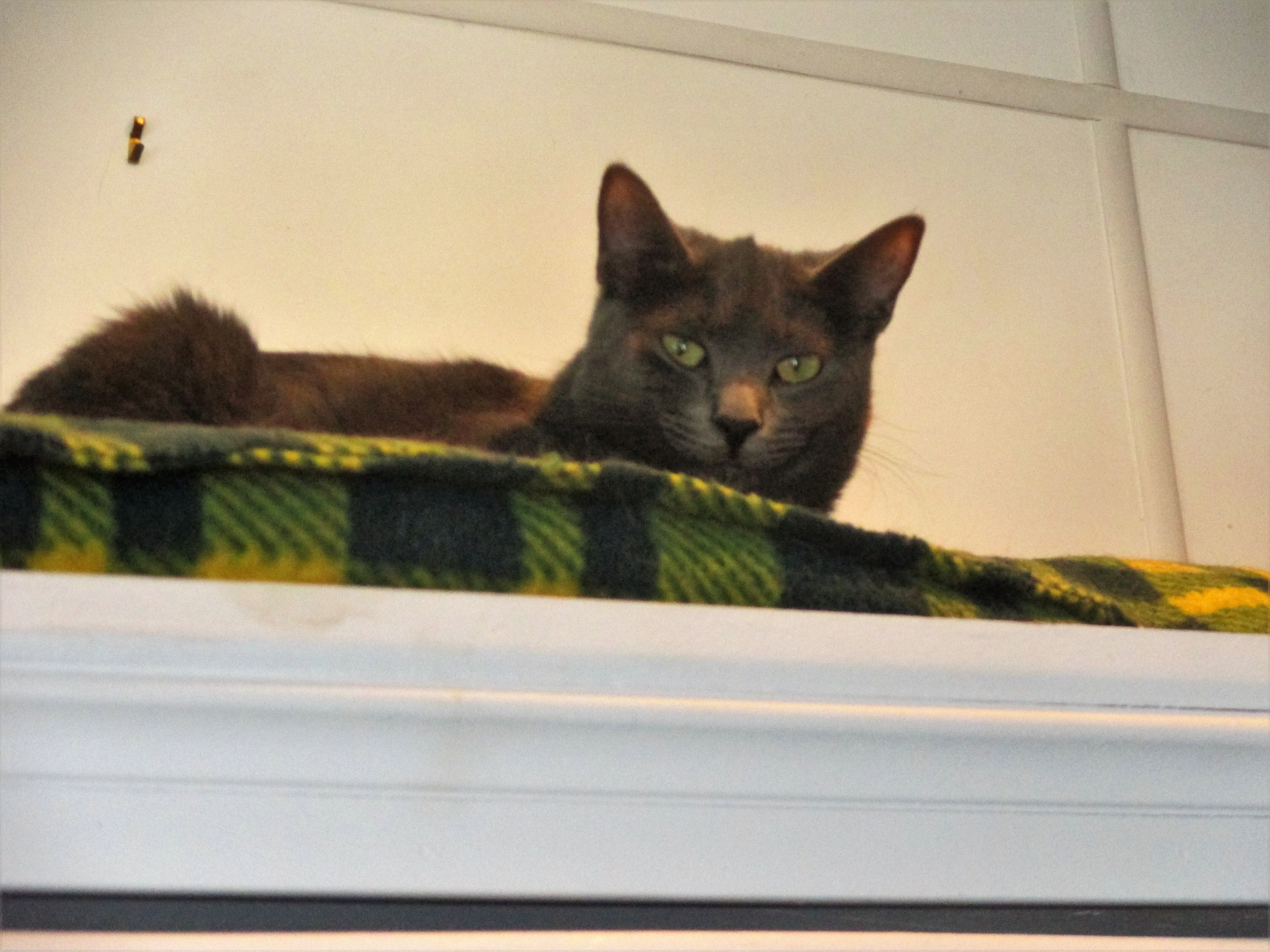 Enlarge Natalia, a Adoptable Domestic Short Hair in Kenosha , WI image 1/10