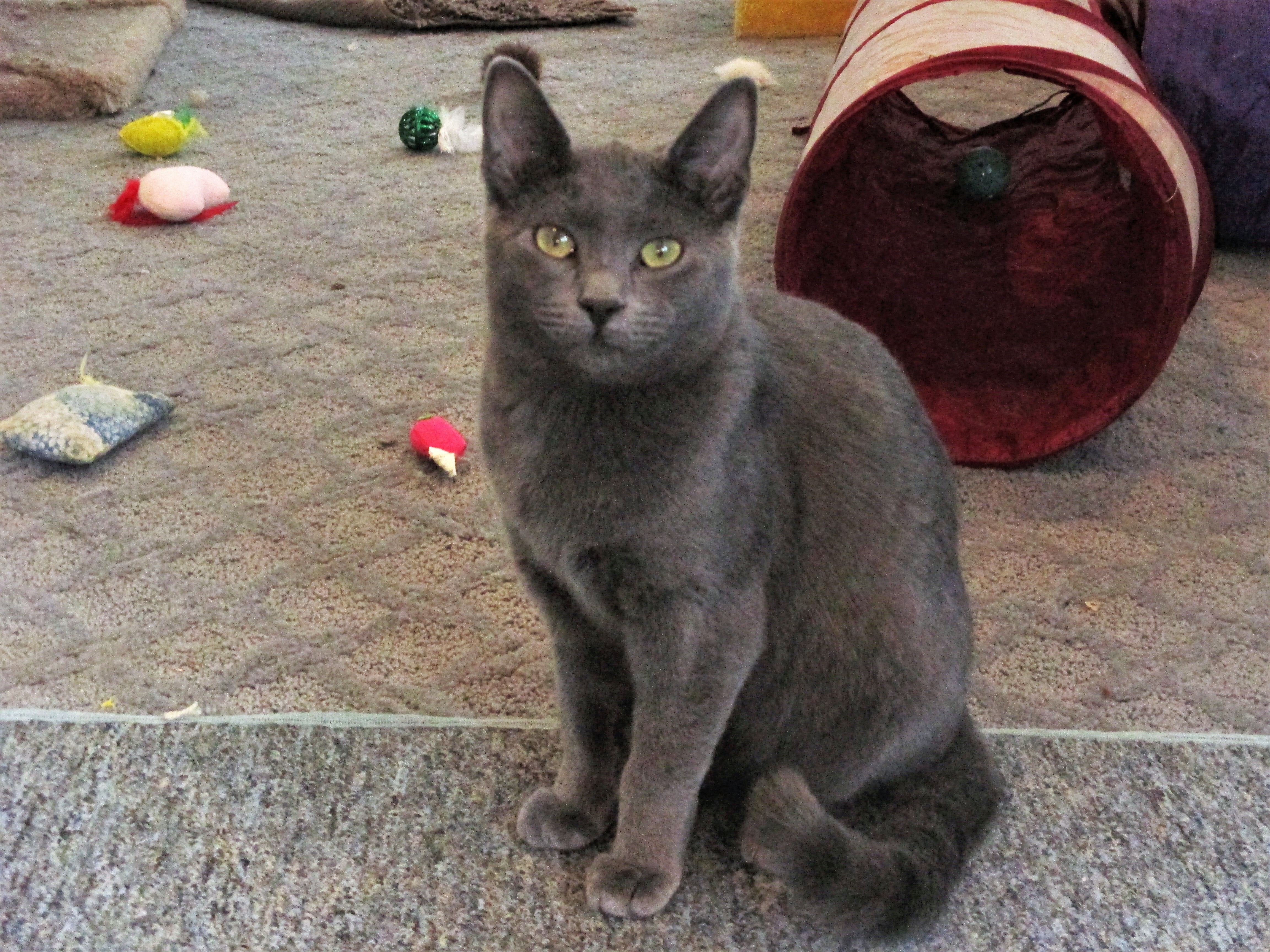 Enlarge Natalia, a Adoptable Domestic Short Hair in Kenosha , WI image 2/10