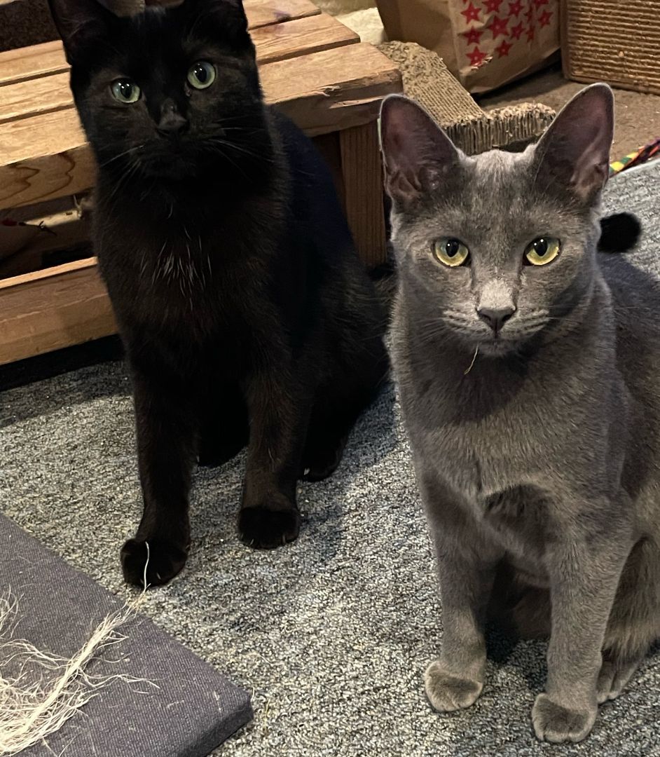 Enlarge Natalia, a Adoptable Domestic Short Hair in Kenosha , WI image 3/10