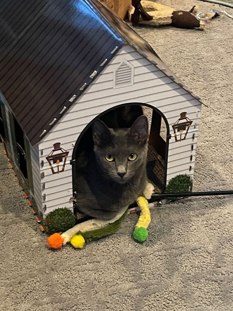 Enlarge Natalia, a Adoptable Domestic Short Hair in Kenosha , WI image 4/10