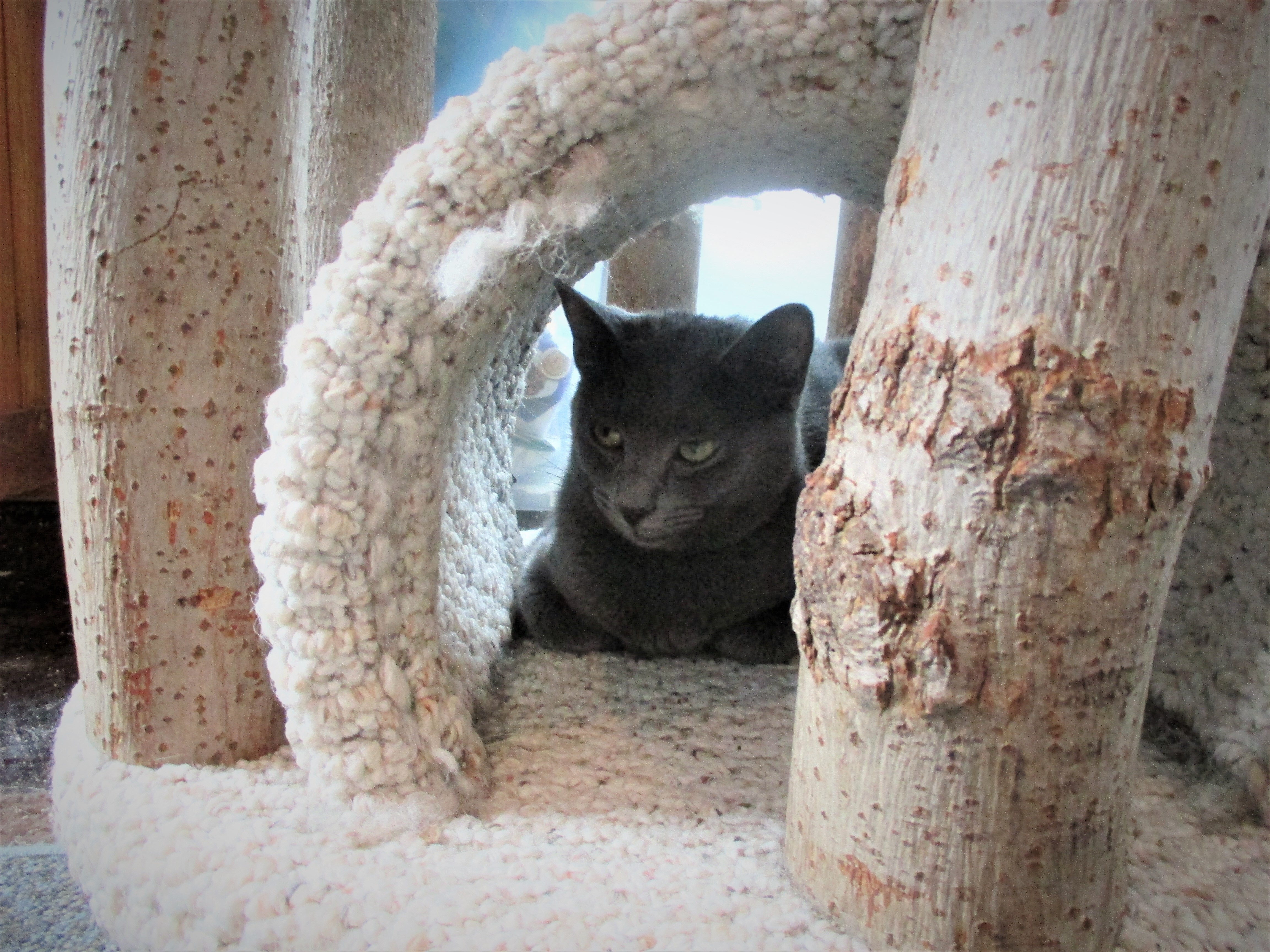 Enlarge Natalia, a Adoptable Domestic Short Hair in Kenosha , WI image 5/10