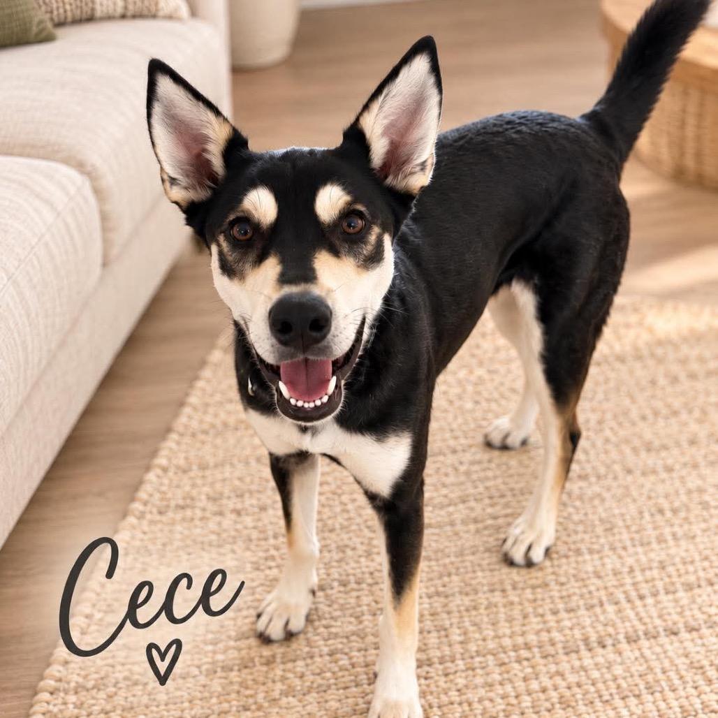 Enlarge CeCe, a Adoptable mixed breed in Phoenix, AZ image 2/6