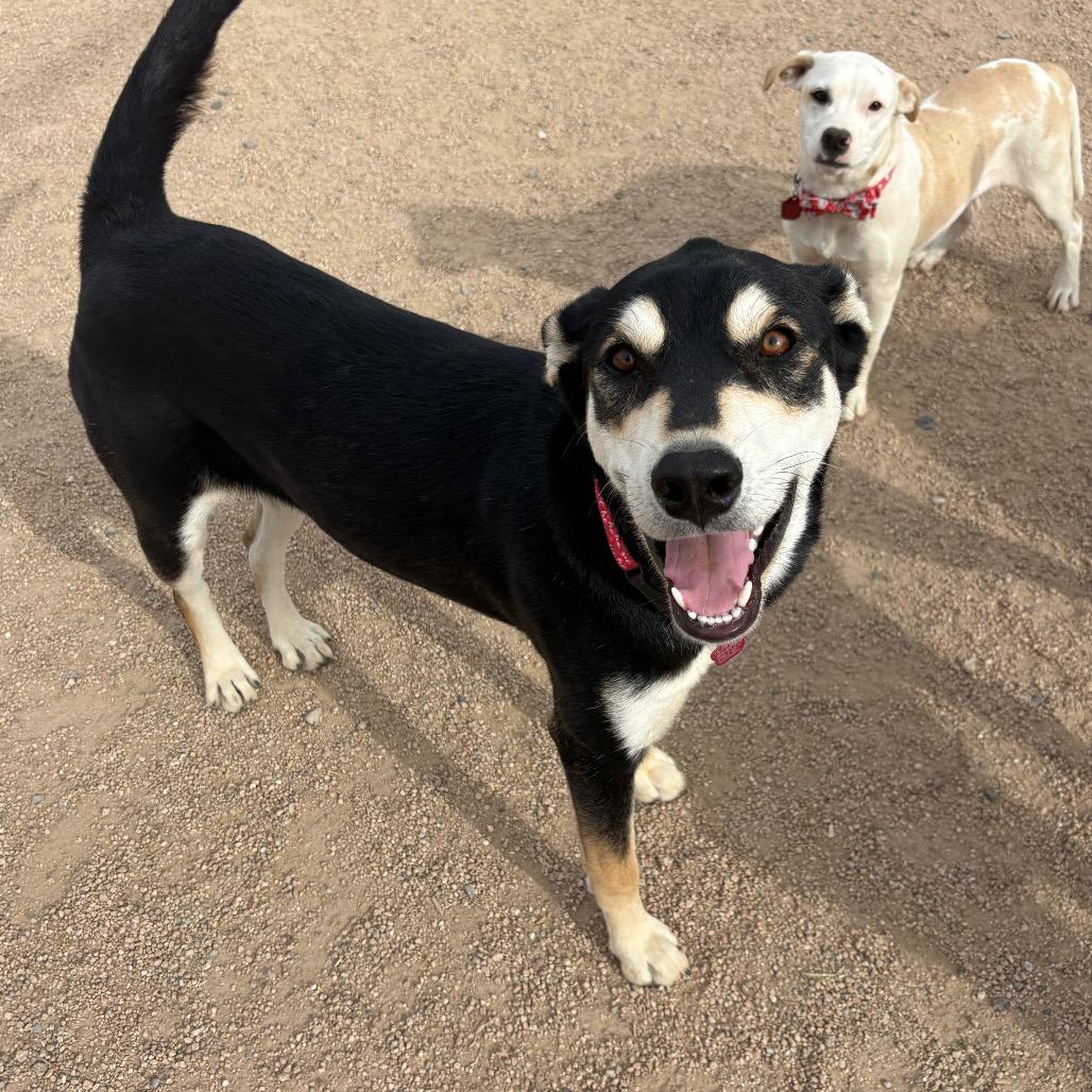 Enlarge CeCe, a Adoptable mixed breed in Phoenix, AZ image 4/6