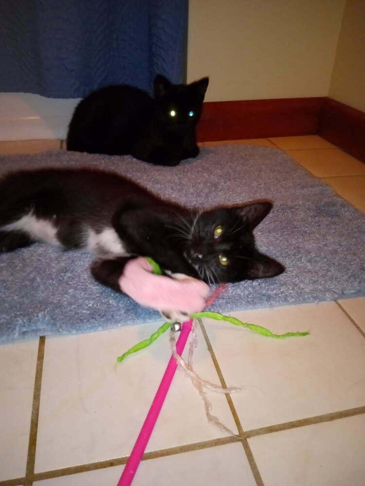 Blackberry, Adoptable, Kitten Female Domestic Short Hair.