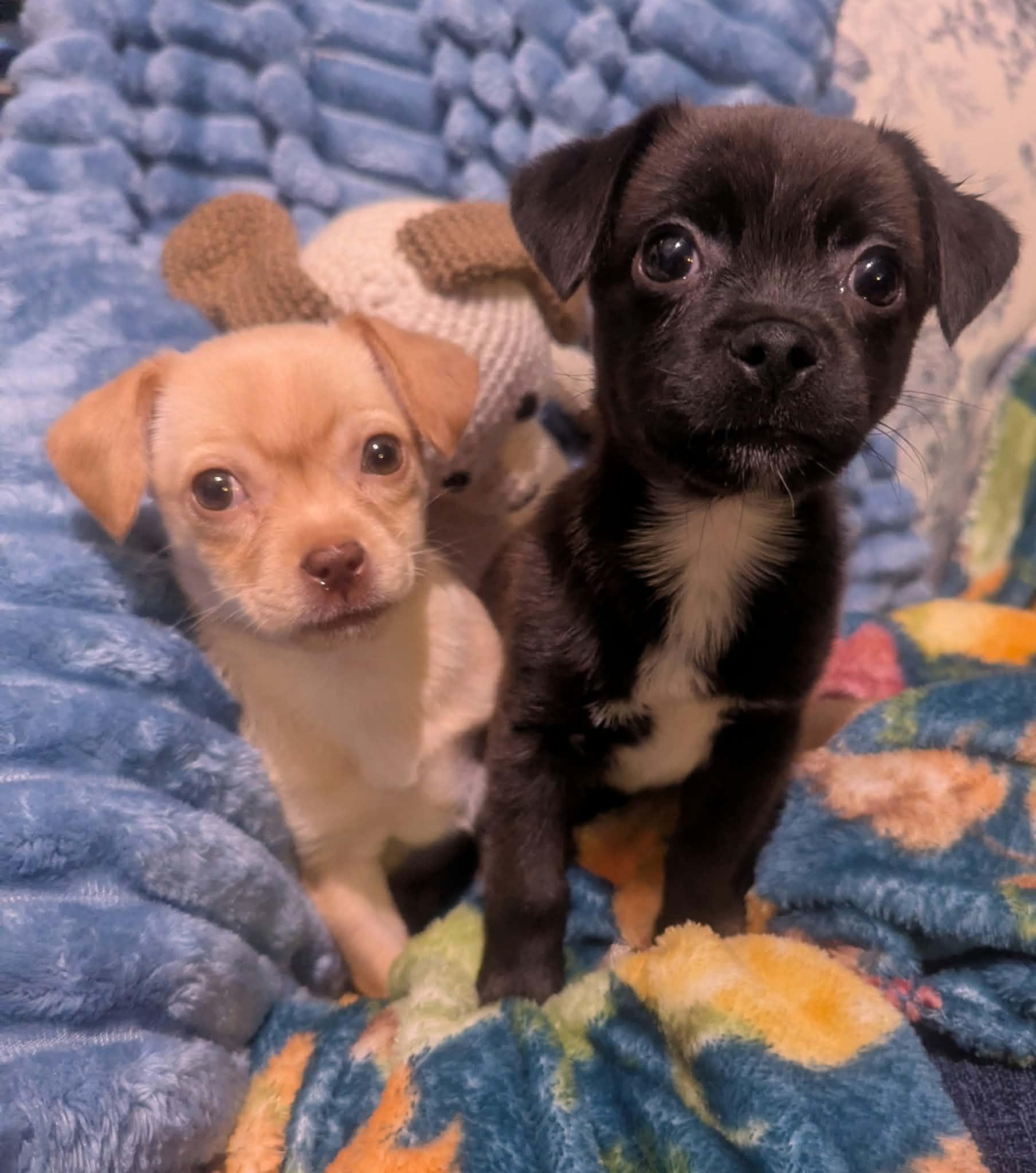 Enlarge Joey and Janey, a Adoptable mixed breed in Yorkville, IL image 1/5