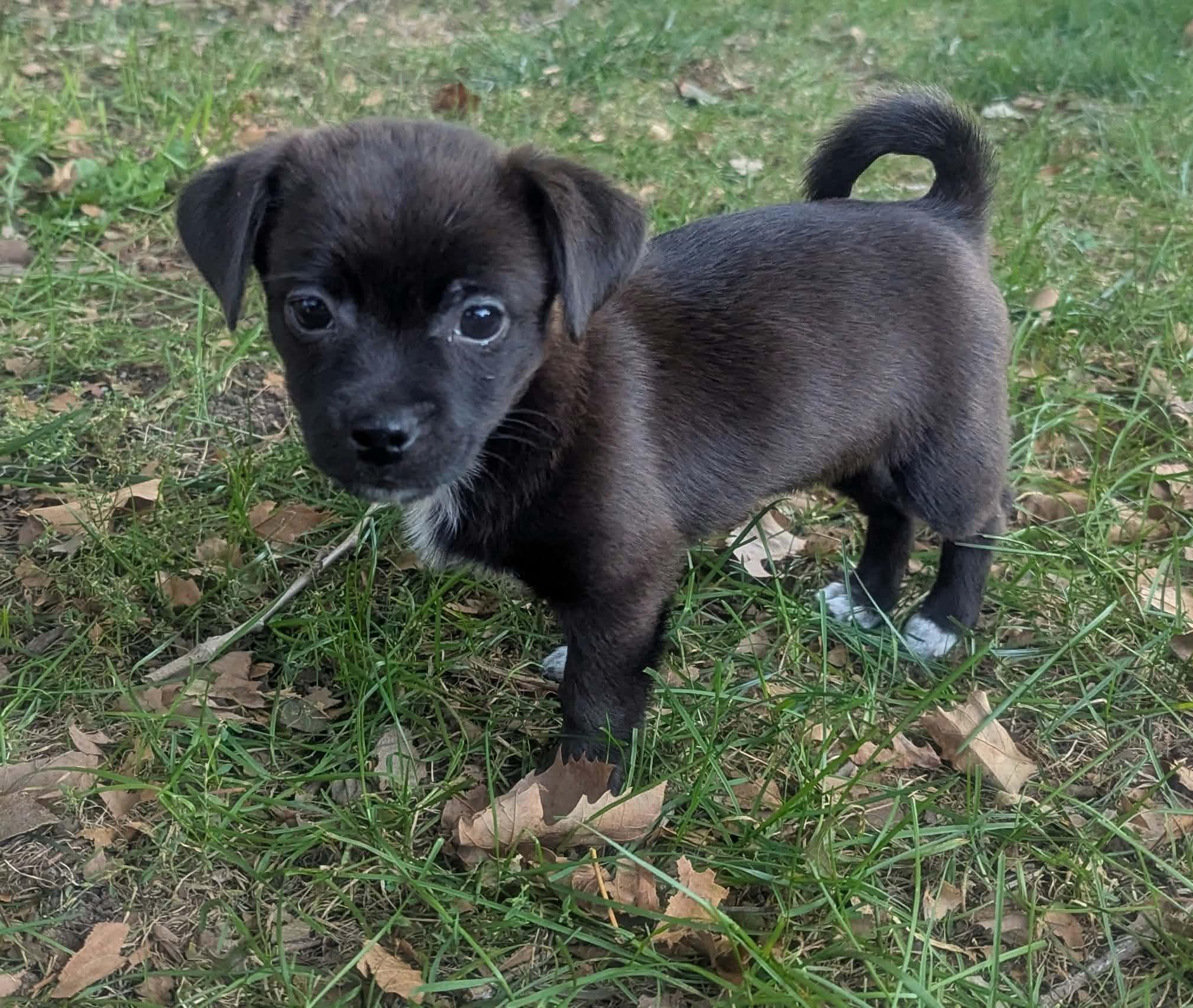 Enlarge Joey and Janey, a Adoptable mixed breed in Yorkville, IL image 3/5