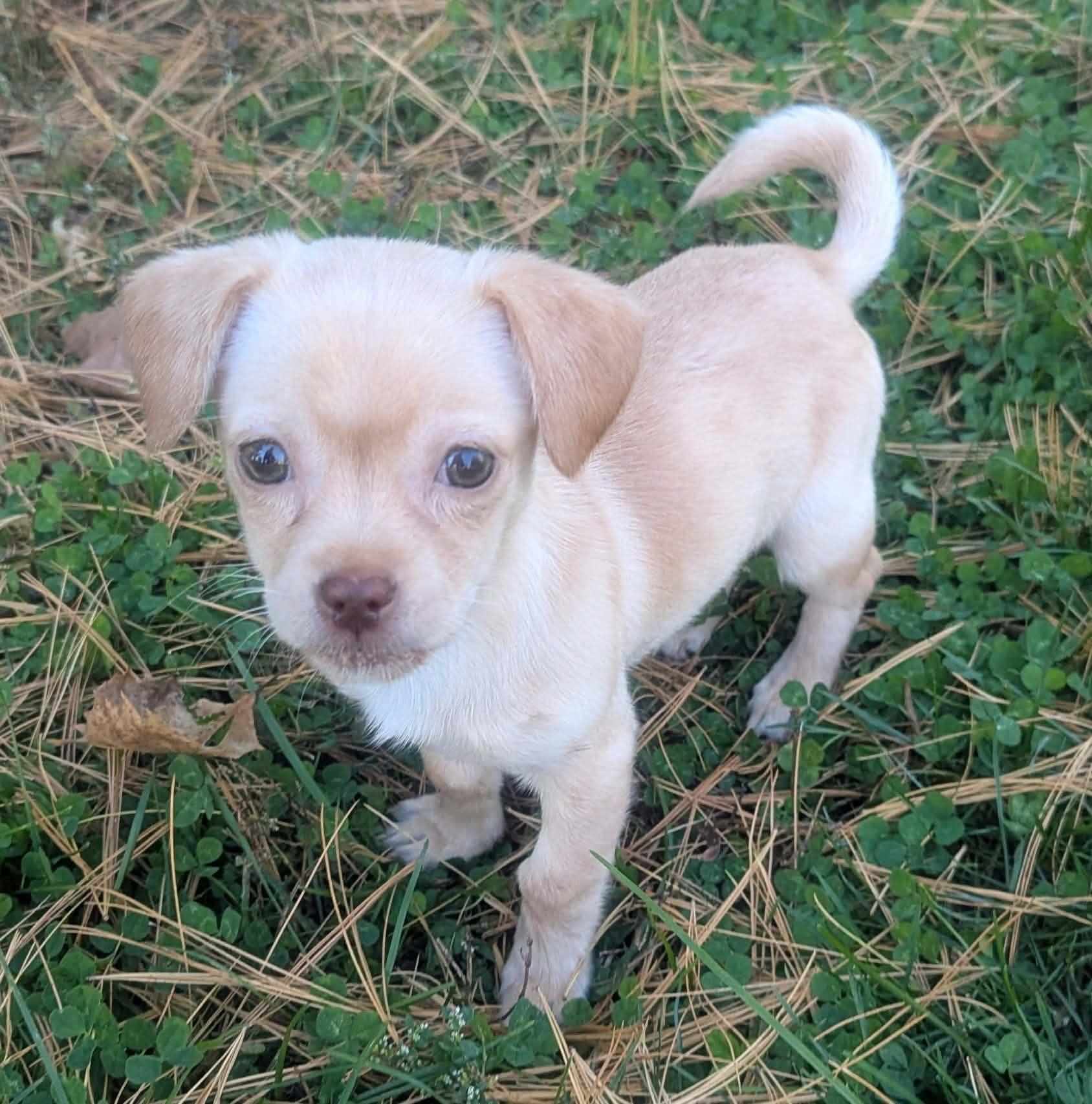 Enlarge Joey and Janey, a Adoptable mixed breed in Yorkville, IL image 2/5